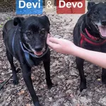 Oddam psa, Warszawa, 10 września 2025