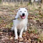 Nero - nieduży, wesoły terierek mix