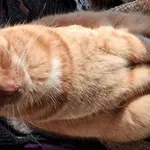 Zaginął kot, Łódź, 9 września 2025