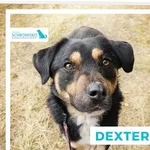 Pies do adopcji, Sosnowice, 9 września 2024