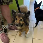 Znaleziono psa, Gdańsk, 10 września 2025