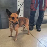 Przyjęty: 2025-09-09 Gmina: Oświęcim Płeć: Pies Opis: mieszaniec, brązowe