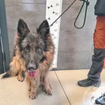 Przyjęty: 2025-09-09 Gmina: Miedźna Płeć: Pies Opis: owczarek niemiecki, czarne - podpalane