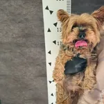 Przyjęty: 2025-09-10 Gmina: Jaworzno Płeć: Pies Opis: yorkshire, stalowo-złote