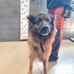 Przyjęty: 2025-09-09 Gmina: Jaworzno Płeć: Suka Opis: owczarek niemiecki, czarne - podpalane