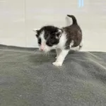 Znaleziono kota, Czartki, 11 września 2025