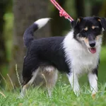 Znaleziono psa, Toruń, 2 sierpnia 2025