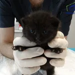 Znaleziono kota, Szczecin, 10 września 2025