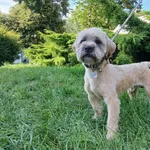 Pies poz. 25/0422 w DT z opcją DS