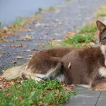 Znaleziono psa, Toruń, 13 sierpnia 2025