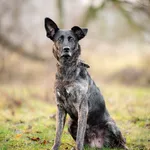 Axa - cudowna, proludzka, wesoła suczka! 