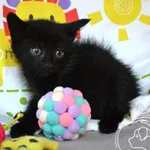 Kot do adopcji, Chełmek, 11 sierpnia 2025