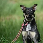 Znaleziono psa, Toruń, 7 sierpnia 2025