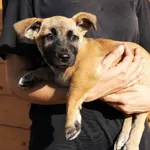 Znaleziono psa, Łódź, 9 września 2025