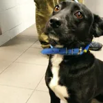 Pies odnaleziony w dniu 05.08.2025 r. przy ul. Grunwaldzkiej.