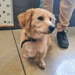 Przyjęty: 2025-09-10 Gmina: Morawica Płeć: Suka Opis: mieszaniec, biszkoptowe