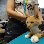 Znaleziono kota, Szczecin, 9 września 2025