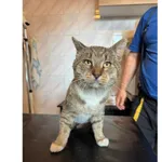 Znaleziono kota, Białystok, 10 września 2025