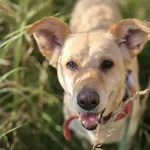 Pies do adopcji, Jelenia Góra, 24 kwietnia 2025