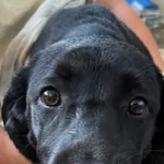 Znaleziono psa, Gdańsk, 11 września 2025