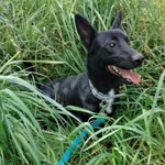 Hugo (6233), Samiec