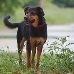 Pies poz. 25/0430 w DT