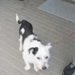 Znaleziono psa, Bydgoszcz, 28 sierpnia 2025