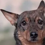 Pies do adopcji, Tatary, 8 września 2020