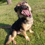 Pies do adopcji, Bełchatów, 2 sierpnia 2025