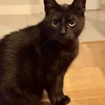 Zaginął kot, Lublin, 11 września 2025