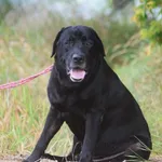 Znaleziono psa, Toruń, 2 sierpnia 2025