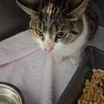 KOTKA PRZYWIEZIONA Z INTERWENCJI 08-09-2025