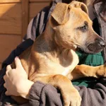 Znaleziono psa, Łódź, 9 września 2025