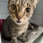 Znaleziono kota, Lublin, 6 września 2025