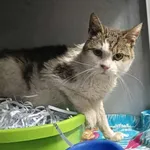 Kocurek poz. 25/640/K