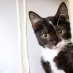 Kot do adopcji, Starogard Gdański, 12 września 2025