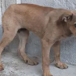 Znaleziono psa, Nowa Krępa, 4 września 2025