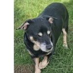 Pies do adopcji, Wrocław, 6 września 2025