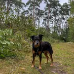 Pies do adopcji, Włocławek, 11 września 2025