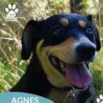 Pies do adopcji, Dąbrówka, 11 września 2025