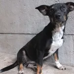 Wexa to suka przywieziona w dniu 09.09.2025r z terenu gm. Siedlce, mała, kontaktowa,uległa