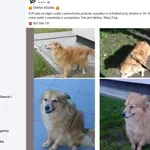 Zaginął pies, Kołbiel, 12 września 2025