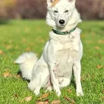 Znaleziono psa, Lublin, 12 września 2025