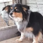 Znaleziono psa, Nowa Krępa, 31 sierpnia 2025