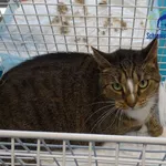 Znaleziono kota, Szczecin, 11 września 2025