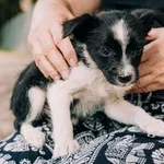 Pies do adopcji, Korabiewice, 11 września 2025