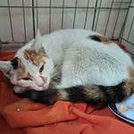 Kot do adopcji, Orzechowce, 9 września 2025