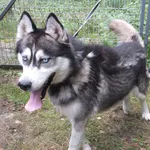 Znaleziono psa, Nowa Krępa, 29 sierpnia 2025