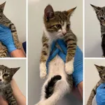 Znaleziono kota, Lublin, 11 września 2025