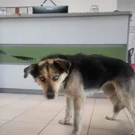 Znaleziono psa, Grudziądz, 13 września 2025